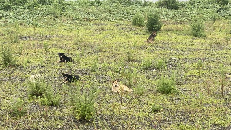 シャワーランで犬を見つけた