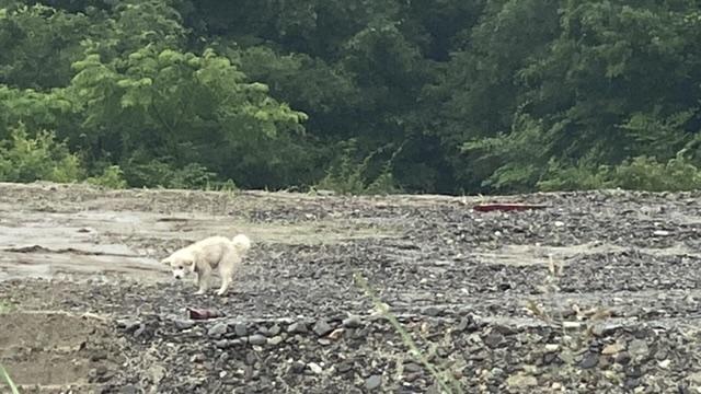 シャワーランで犬を見つけた