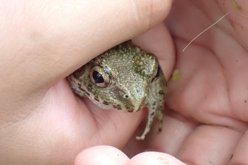 ガサガサ隊（2021/07/04）クロゲンの幼虫発見