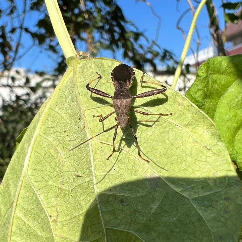 土日はいい天気だったのだけど家で畑の片付け